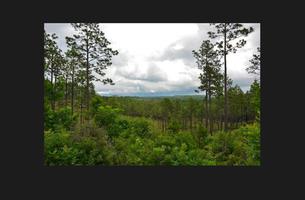 Sugar Cane Trail