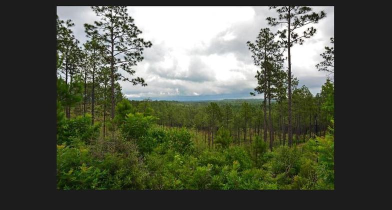 Hike or bike through this diverse ecosystem. Photo by USFS.