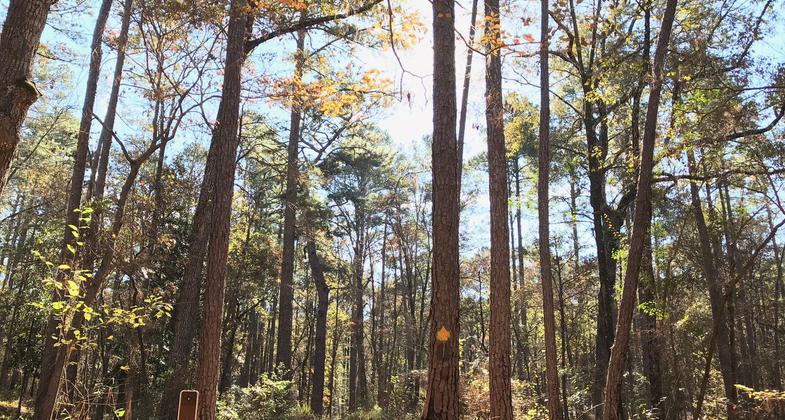 Mile 1 Marker. Photo by J Aubrey Bolen.