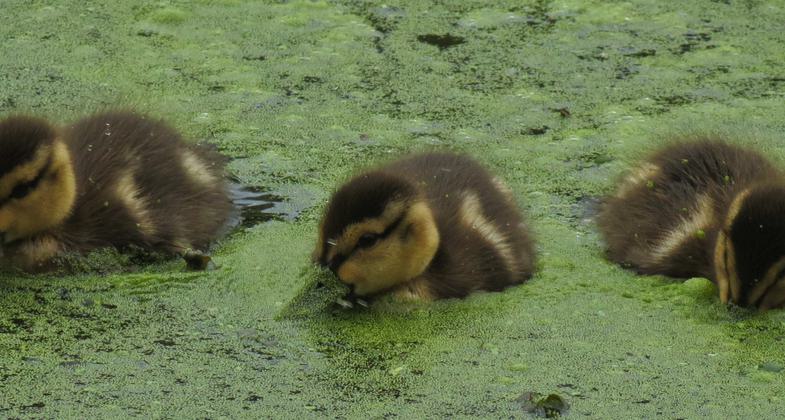 Canada Geese goslings in Duckweed. Photo by Stan Malcolm.