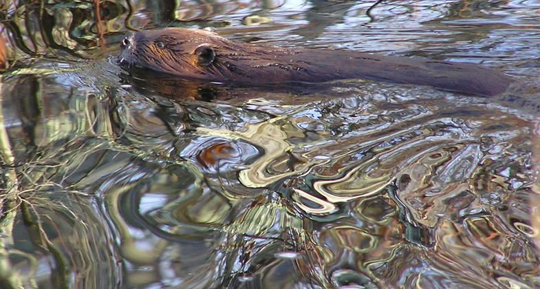 Beavers' Wake. Photo by Stan Malcolm.