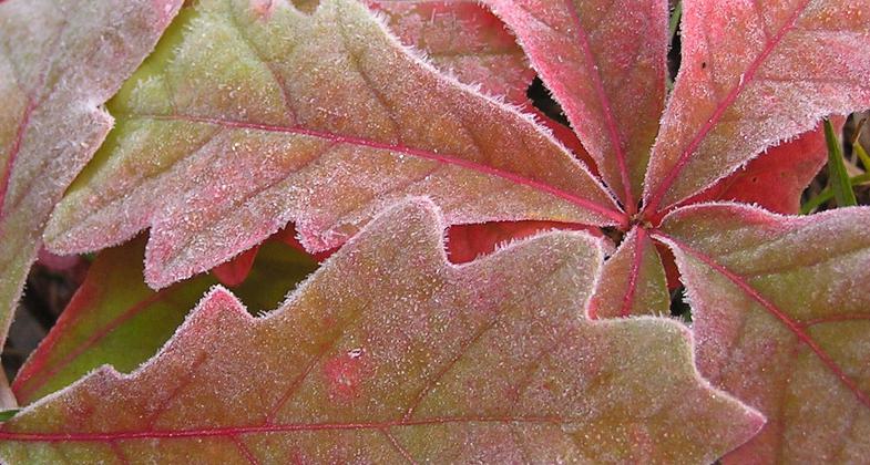 Frosted Oak Leaves. Photo by Stan Malcolm.