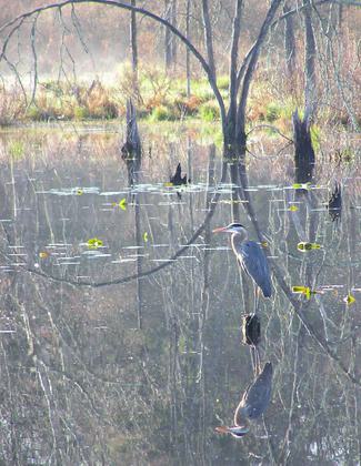 Great Blue Heron. Photo by Stan Malcolm.