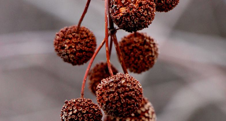 Swamp side trail. Photo by Jonathan Voelz.