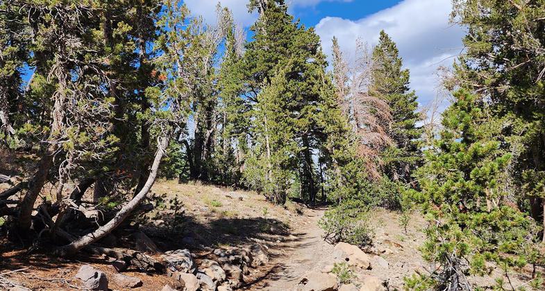 Stream along trail. Photo by Susan Murdoch.