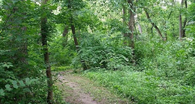 Wood duck nesting box along the trail.