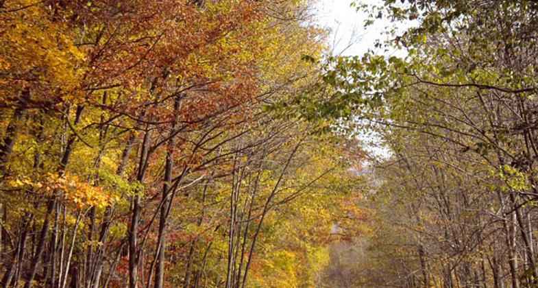 Trail in autumn. Photo by Mary Shaw.