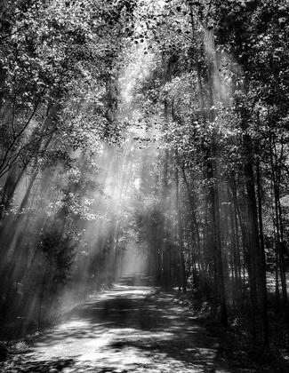 Illuminated path. Photo by Tony D'Amico.