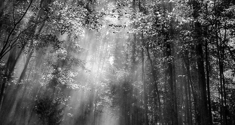 Bikers and walkers having fun on the trail. Photo by Sarina Lewis.