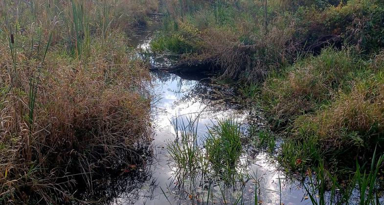 Looking out over cattail marsh. Photo by Audrey Montague.
