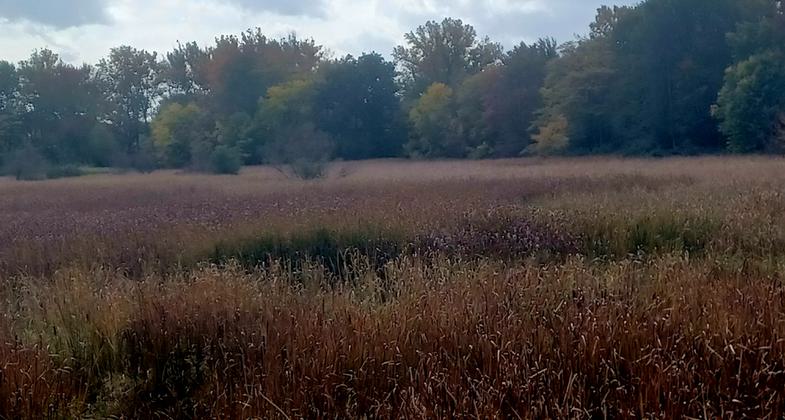 Admiring the Fall foliage out over the wetland area behind KCH. Photo by Audrey Montague.