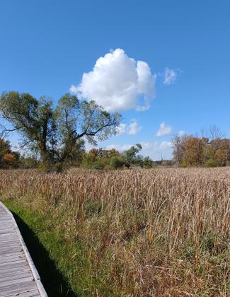 Looking out over cattail marsh. Photo by Audrey Montague.