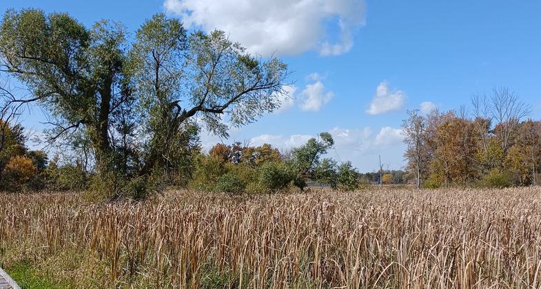 Admiring the Fall foliage out over the wetland area behind KCH. Photo by Audrey Montague.