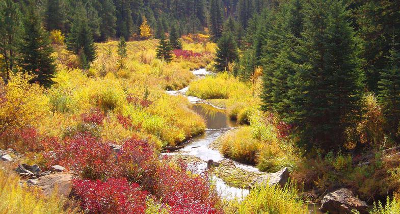 Fall colors on the George S. Mickelson trail. Photo by Lisa Sabers.