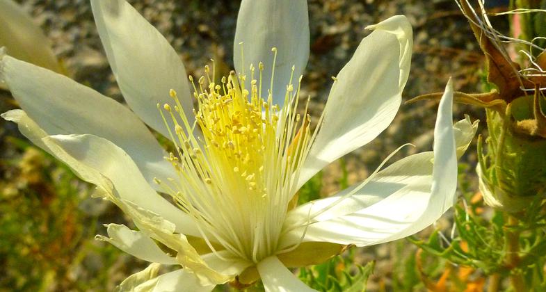 Photo by Fiana Shapiro.