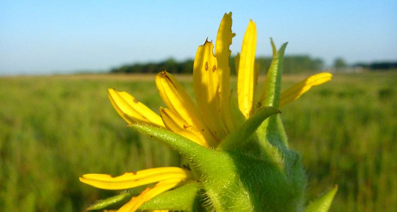 Stream flowing softly. Photo by Donna Maddox.