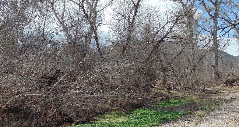 Vermilion Flycatcher. Photo by Timothy Wilcox.