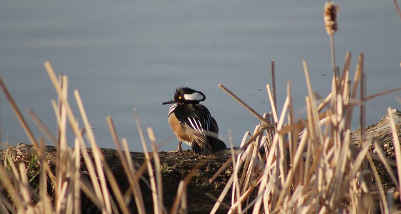 Hooded Merganser. Photo by Kimi Smith.