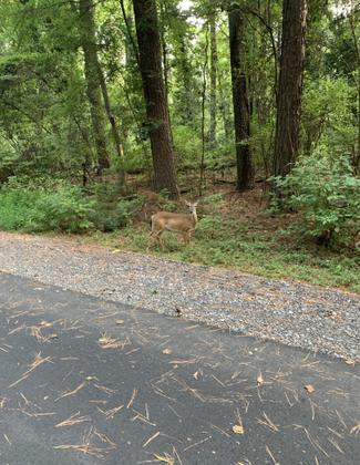 The things you get to see. Photo by Antman.