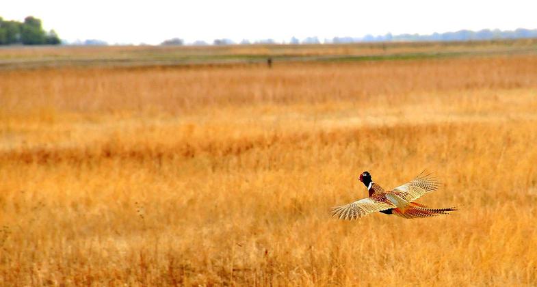 A rooster pheasant flushes and glides to heavier cover on Sand Lake NWR in South Dakota. Photo by USFWS.