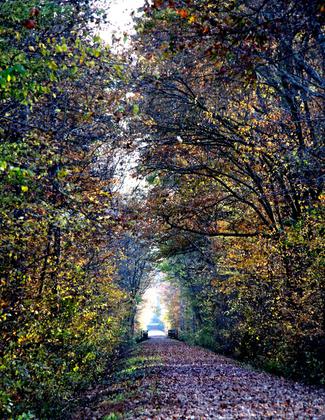 Tunnels aren't only man-made along Tunnel Hill State Trail. Photo by Jonathan Voelz.