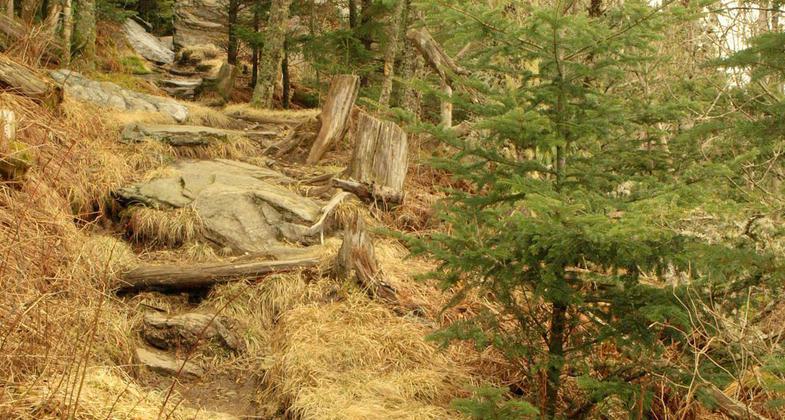 Balsam Nature Trail in Mount Mitchell State Park. Photo by Matt Mutel.