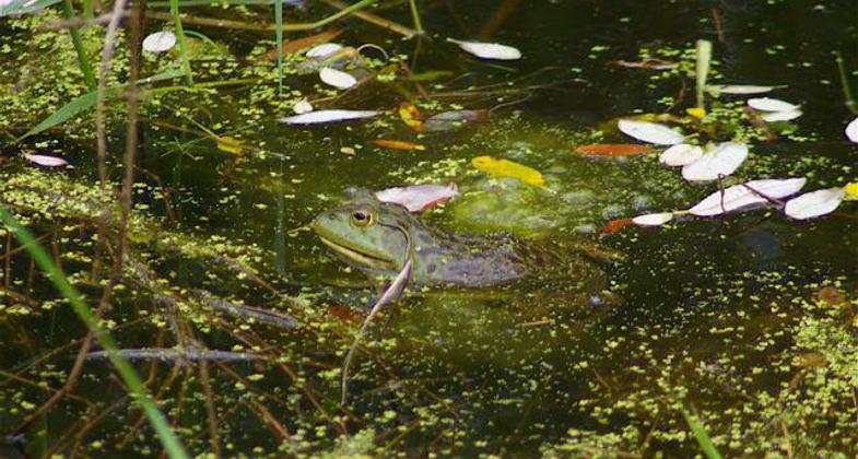 Bullfrog along rail-trail. Courtesy of Trailkeepers of Oregon. Photo by John Sparks.
