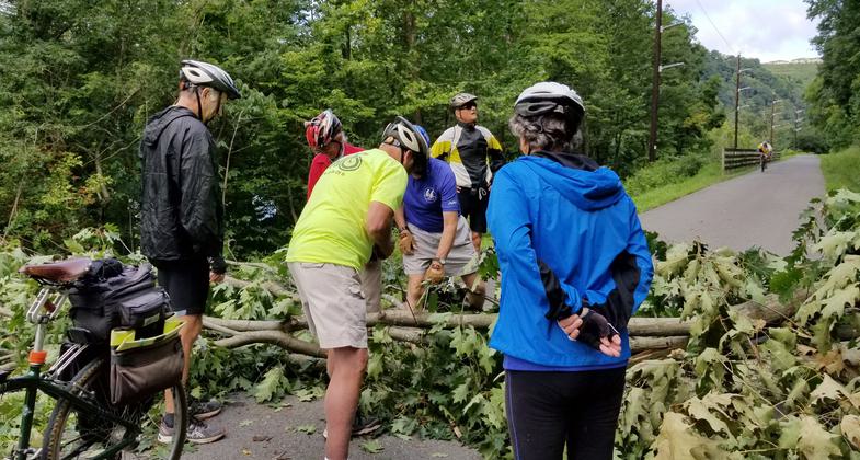 Tree Down!. Photo by Mary Shaw.