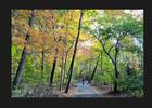 Fall foliage at Cunningham Park. Photo by NYC Parks.
