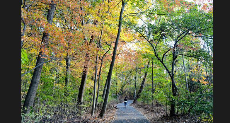 Fall foliage at Cunningham Park. Photo by NYC Parks.