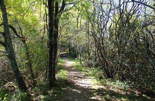 Mountains-to-Sea Trail - Falls Lake South Shore Trail Section