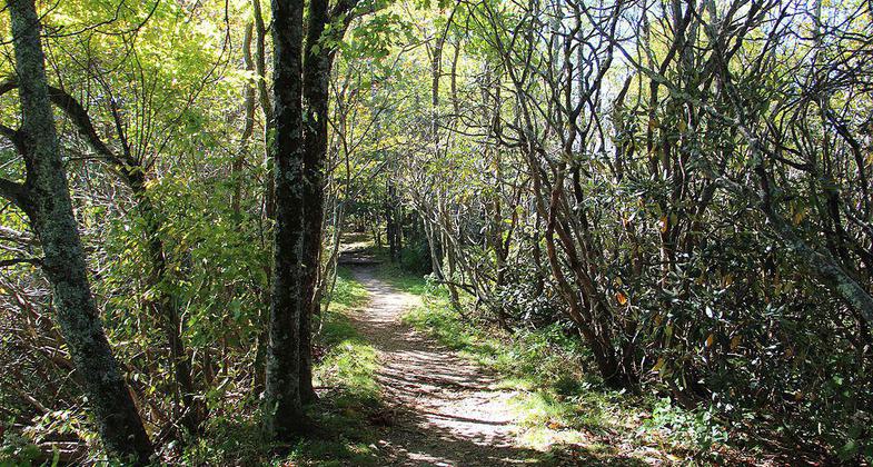 Mountains-to-Sea Trail. Photo by Thomson M wiki.
