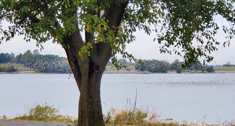 Waterfowl are abundant in the fall and winter. Photo by Karen Malisos.