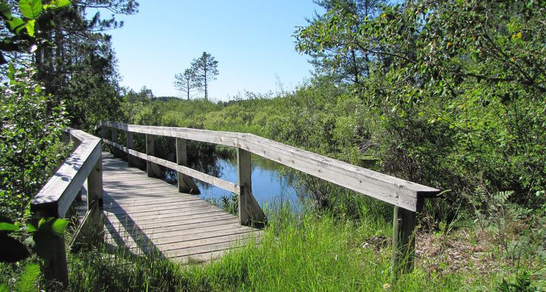 Boardwalk on Pine Ridge Nature Trail. Photo by Sara Giles / USFWS.