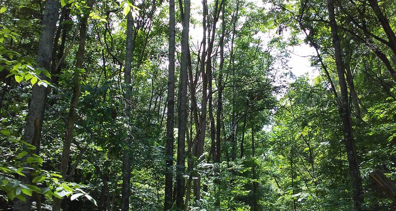Wallkill forest trail.