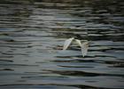 Egret at Seahorse Lake. Photo by Shirley Brown.