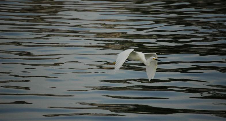 Egret at Seahorse Lake. Photo by Shirley Brown.