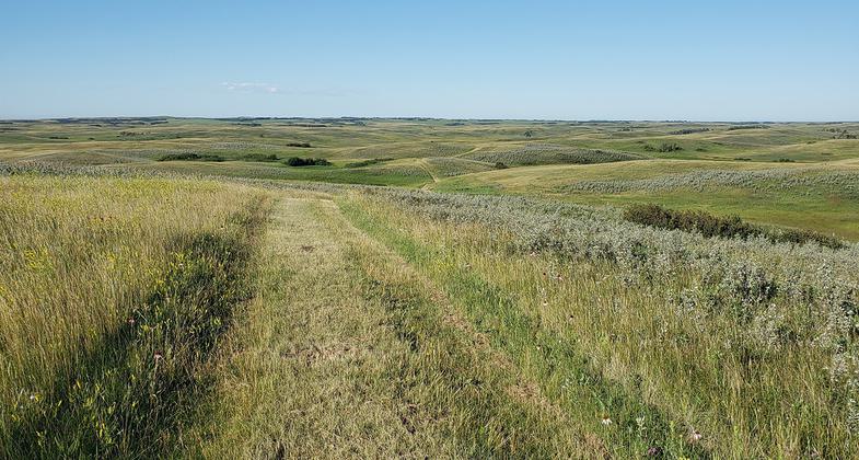 Cattle grazing. Photo by Ed Meendering.