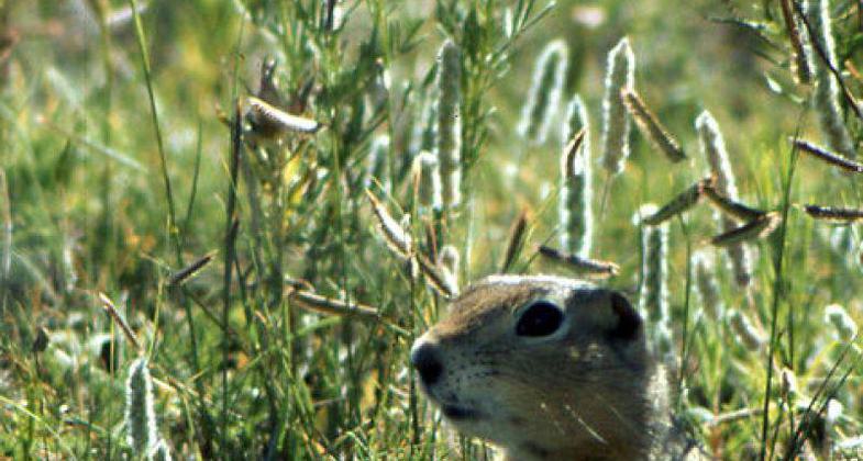 Endless Prairie. Photo by Wendy Schmeichel.