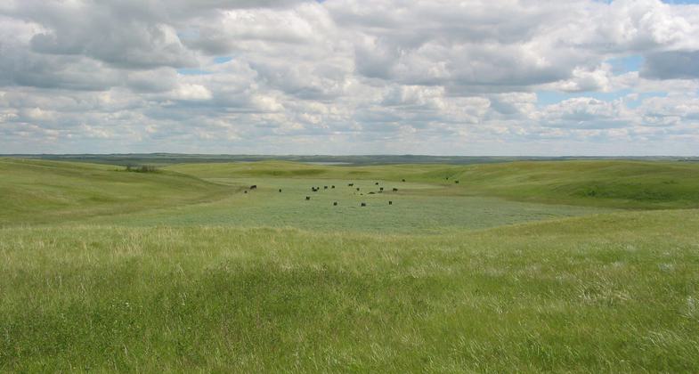Cattle grazing. Photo by Ed Meendering.