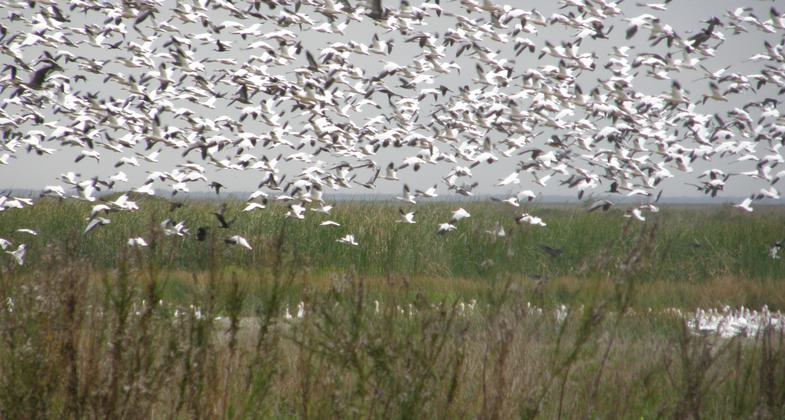 Snow Geese in the Anahuac Wildlife Refuge. Photo by Linda MacPhee-Cobb.