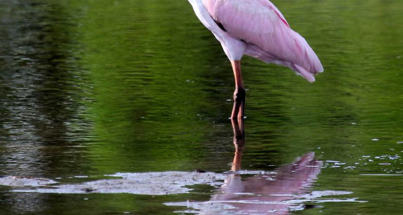 Landing on Rabbit Key, Ten Thousand Islands. Photo by Doug Alderson.