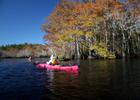 Paddling past golden Cypress on Graham Creek. Photo by Doug Alderson.