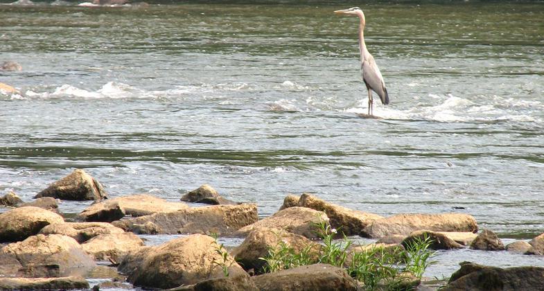 Congaree River Blue Trail dedication and inaugural paddle. Photo by Ron Ahle.