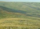 Grassland hills and prairie. Photo by USFWS.