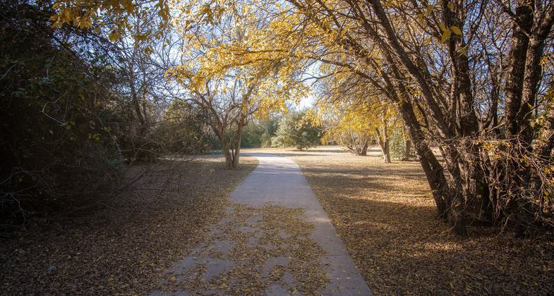 Falling leaves along the trail. Photo by Maggie Holman.