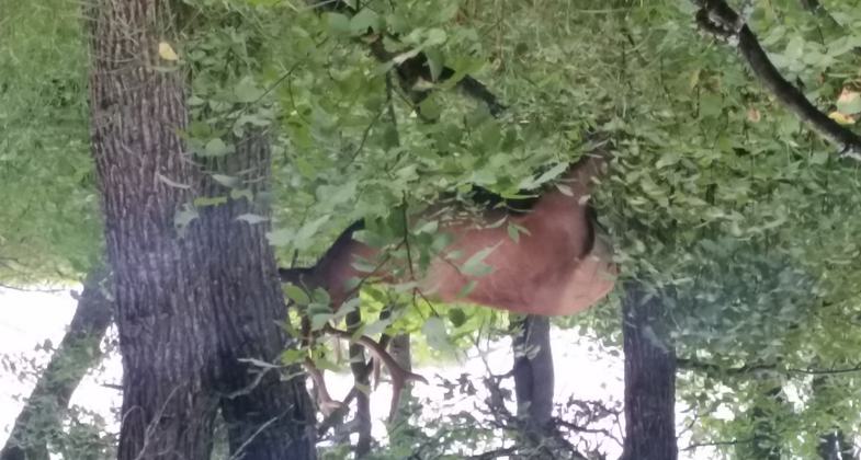 Elk along the auto tour. Photo by Wendy Schmeichel.