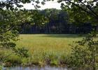 Wetlands along the trail where wild rice grows.
