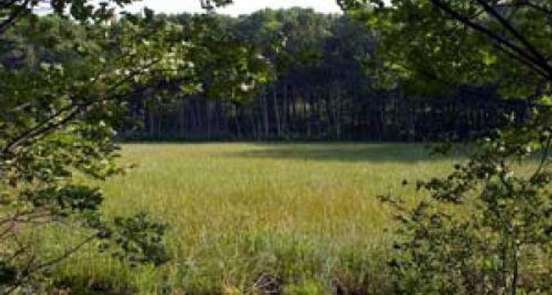 Wetlands along the trail where wild rice grows.