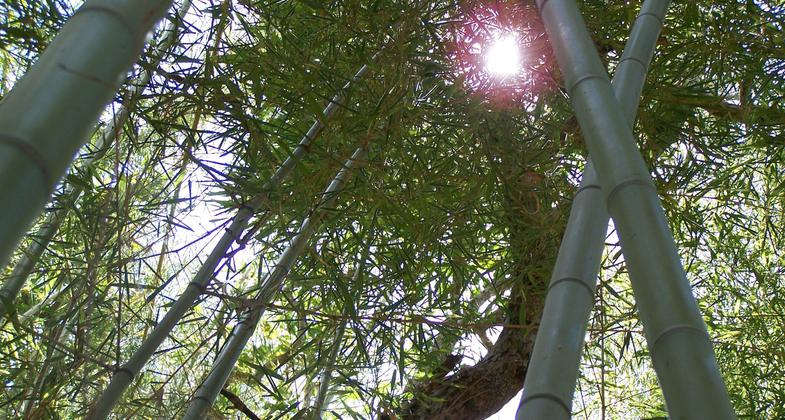 Cameron Park Bamboo Forest.